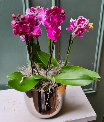 Beautiful planted orchid arrangement