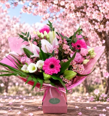 Cherry Blossom