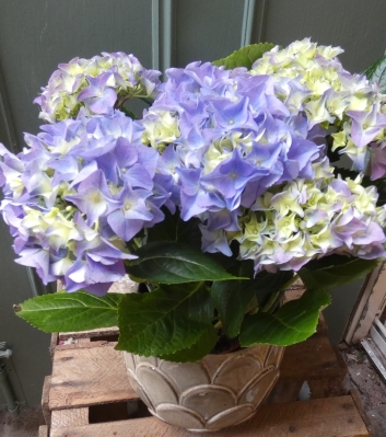 Hydrangea In Pot