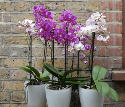 Orchid Plants