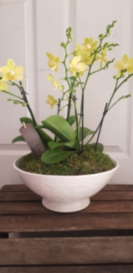 Planted Orchid Arrangements