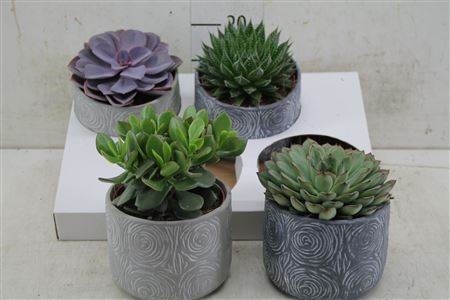 Succulents