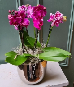 Beautiful planted orchid arrangement