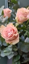 Beautiful Ecuadorian roses and Eucalyptus arrangement.
