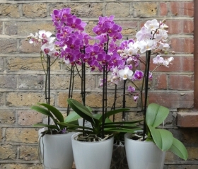 Orchid Plants