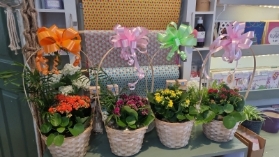 Planted basket arrangement