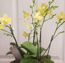 Planted Orchid Arrangements