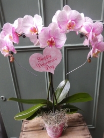 Unusual Beautiful Pretty Pink Phalaenopsis Orchid